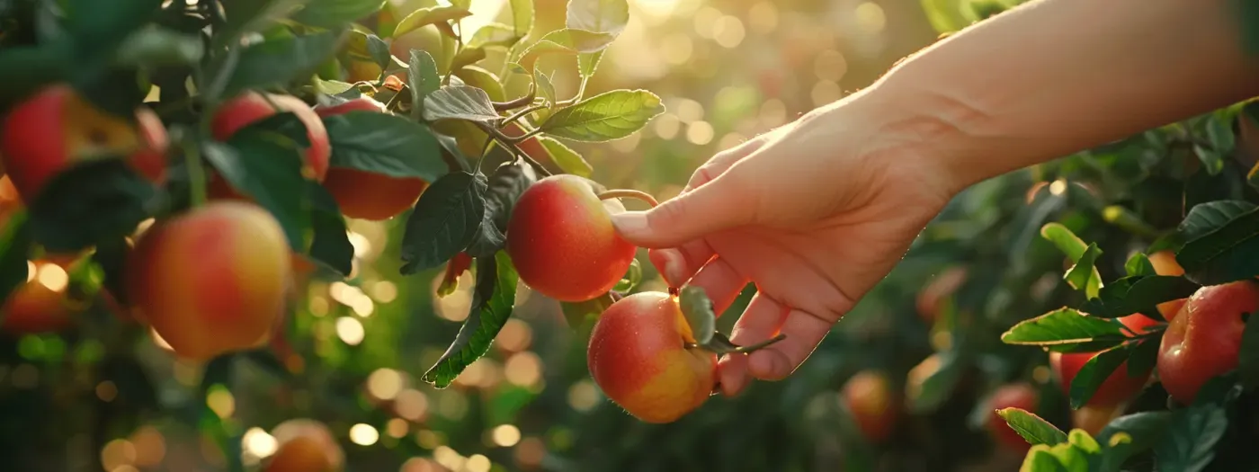 Maximize Your Real Estate Marketing With Personalized Email Content 2 a hand selecting ripe, vibrant fruits from a garden.